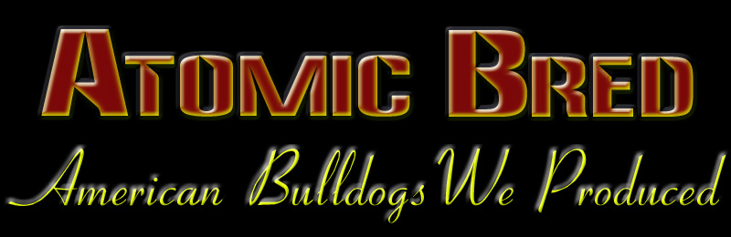 Atomic American Bulldogs - Bred